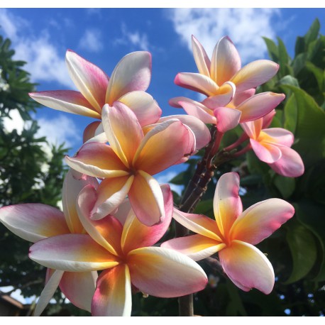 Kapalua Rainbow Plumeria