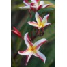 Madam Poni Plumeria Cutting