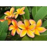 Pauahi Alii Plumeria Cutting