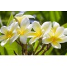 Celadine Plumeria Seeds
