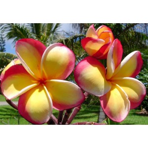 Intense Rainbow Plumeria Seeds