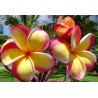 Intense Rainbow Plumeria Seeds