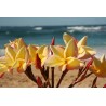 Vera Cruz Rose Plumeria Cutting