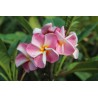 Pink Ruffles Plumeria Cutting