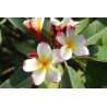 Julie Moragne Plumeria Cutting