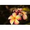 Puu Kahea Plumeria Cutting