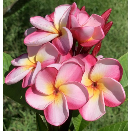 Puu Kahea Plumeria Cutting