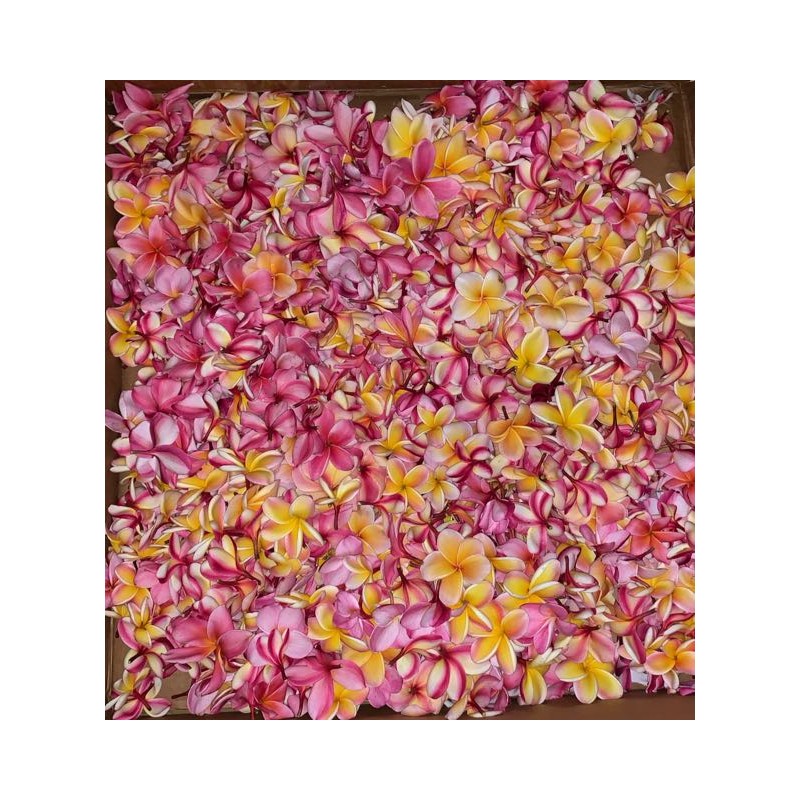 Talea Di Plumeria (Frangipani) 45-50 Cm - Varietà Sharna's Rose - Fiore Rosa