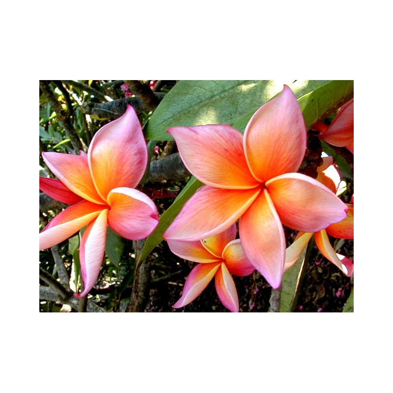 Jeannie Moragne Jr Plumeria Cutting