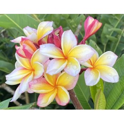 Uncle Robbie Plumeria