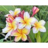 Uncle Robbie Plumeria