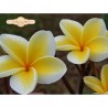 Moililli Gold Plumeria Cutting