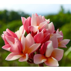 Just Peachy Plumeria Cutting