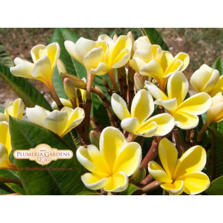 Heidi Plumeria Cutting