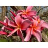 Dean Conklin Plumeria Cutting