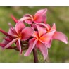 Dean Conklin Plumeria Cutting