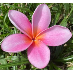 Maui Magenta Plumeria Cutting