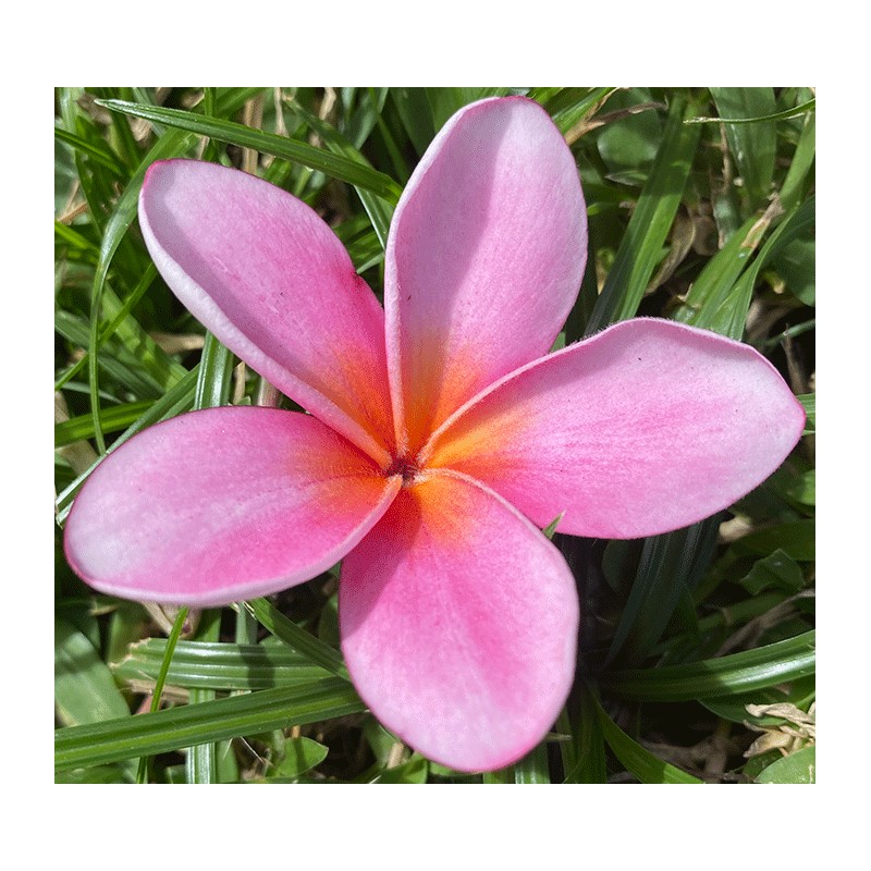 Maui Magenta Plumeria Cutting