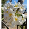 Norma Jean Plumeria Cutting