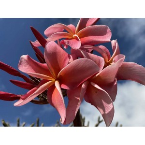 Dean Conklin Plumeria Seeds