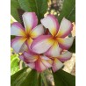 Gulf Stream Plumeria Cutting