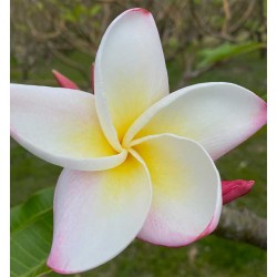 Maui Plumeria Gardens