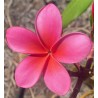 Plastic Pink Plumeria Cutting
