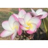 My Valentine Plumeria Seeds