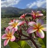Nani Plumeria Cutting