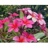 Plastic Pink Plumeria Seeds
