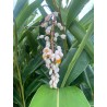 Shell Ginger Seeds