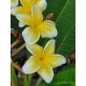 24 Karat Plumeria Cutting