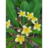 24 Karat Plumeria Cutting