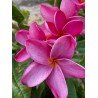 Marie's Secret Plumeria Seeds