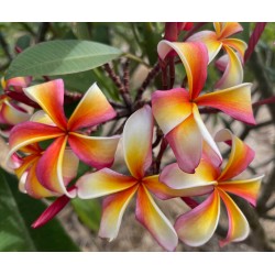 Carter 2 Plumeria Cutting