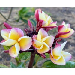 Indonesian Rainbow Plumeria...