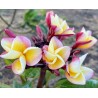 Indonesian Rainbow Plumeria Cutting