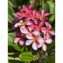 Nassau Plumeria Cutting