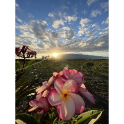 Plumeria Farm Tour