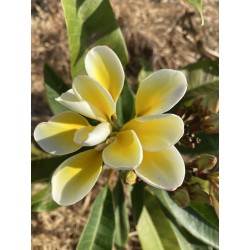 Bali Whirl Plumeria Cutting