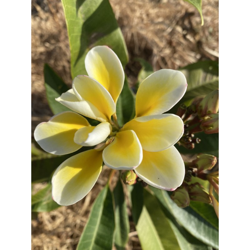 Bali Whirl Plumeria Cutting