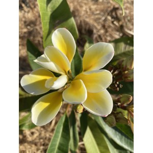 Bali Whirl Plumeria Cutting