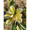 Bali Whirl Plumeria Cutting