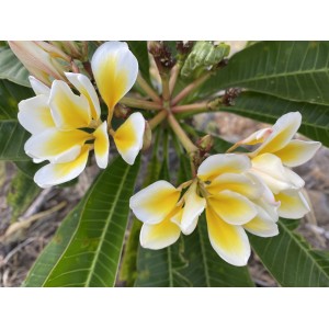 Bali Whirl Plumeria Cutting