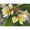Bali Whirl Plumeria Cutting