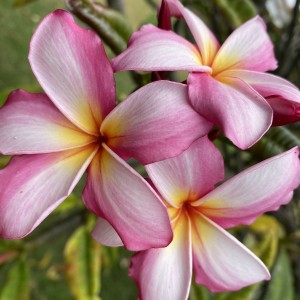 Gulf Stream Plumeria Seeds