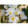 King Kalakaua Plumeria Cutting