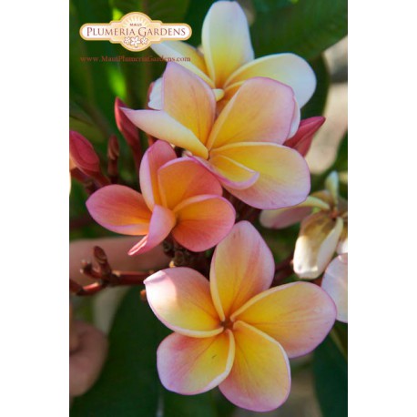 Semi Di Plumeria (Frangipani) Varietà Heidi Gold - 4 Semi Per Coltivare La Tua Pianta Tropicale Profumata
