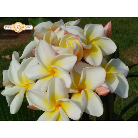 Cyndi Moragne Plumeria Cutting