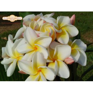 Cyndi Moragne Plumeria Cutting